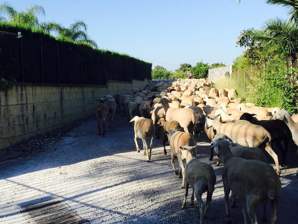 Alhaurín el Grande Cortijo Andaluz Bed & Breakfast エクステリア 写真